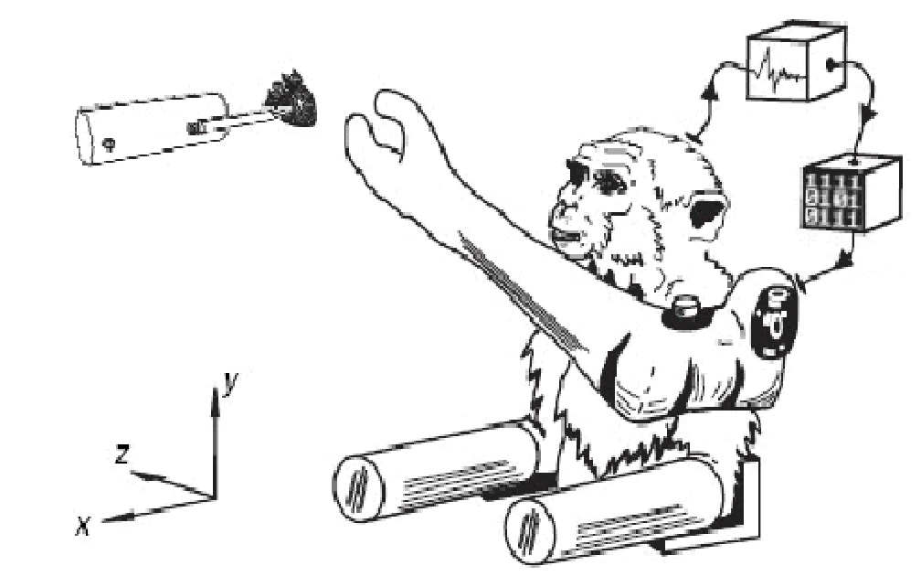 Macaque monkey operates a prosthetic arm to reach food using brain-computer interface (Velliste, 2008)